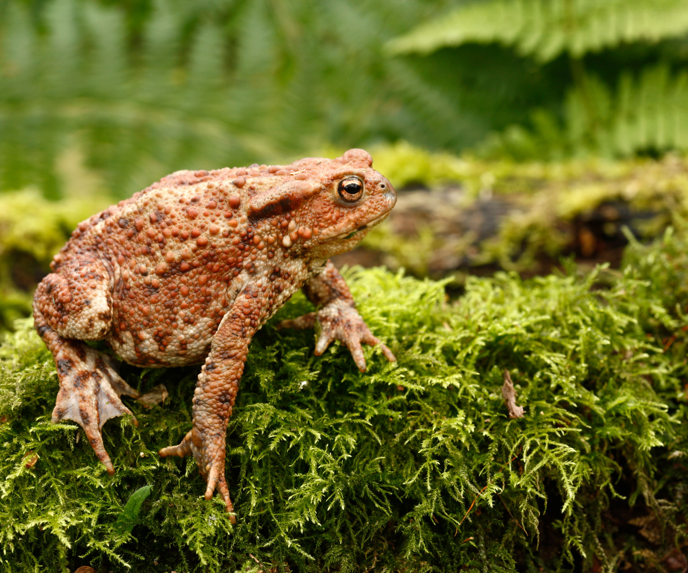 toad sitting on mossy stump surrounded by ferns