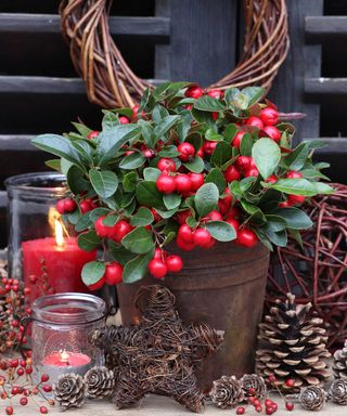 winter display with Gaultheria procumbens in pot
