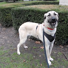 adopt-a-rescue-dog-2-2011.gif