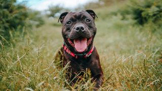 Staffordshire Bull Terrier with tongue out in the grass