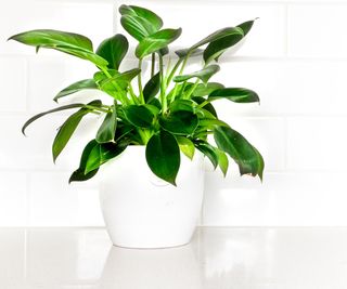 Green princess philodendron in a white pot against a white wall