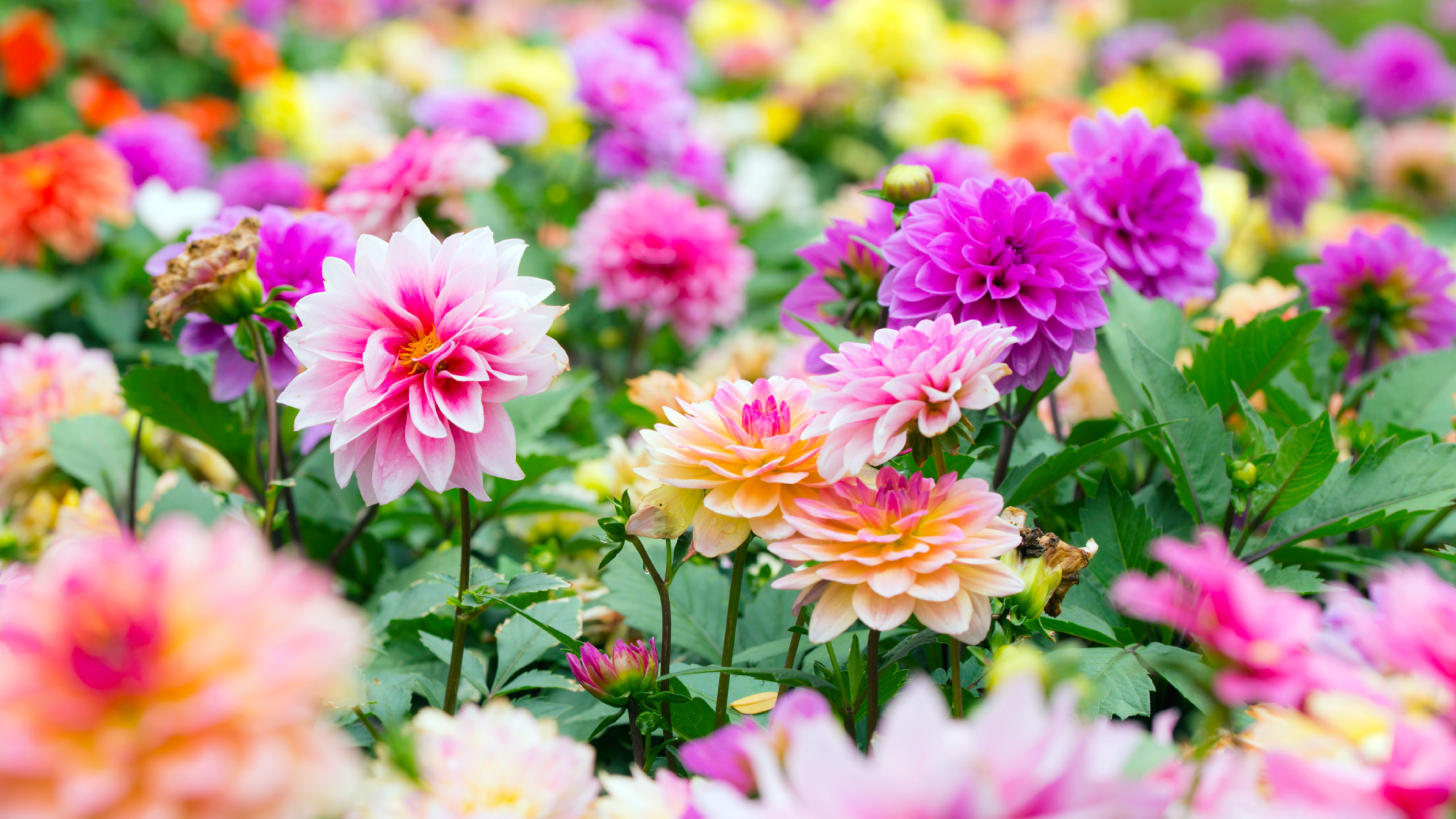 Colorful abundant dahlia flowers growing in midsummer in the garden