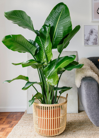 A large bird of paradise plant in a wooden boho planter