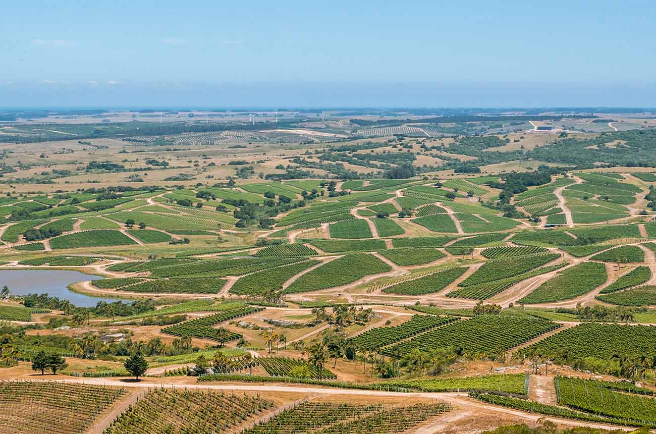 Bodega Garz&oacute;n winery in Uruguay