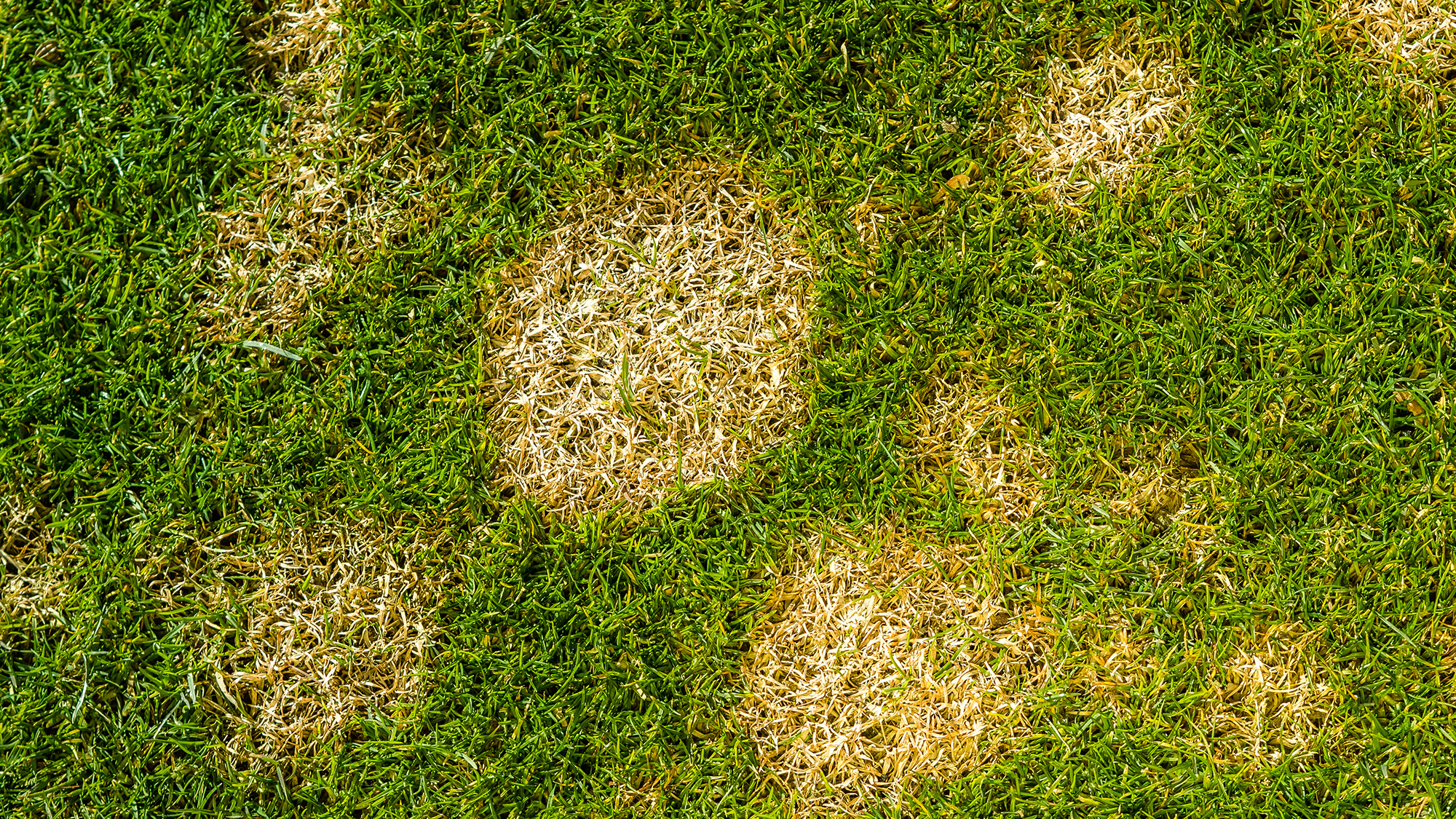Lawn disease