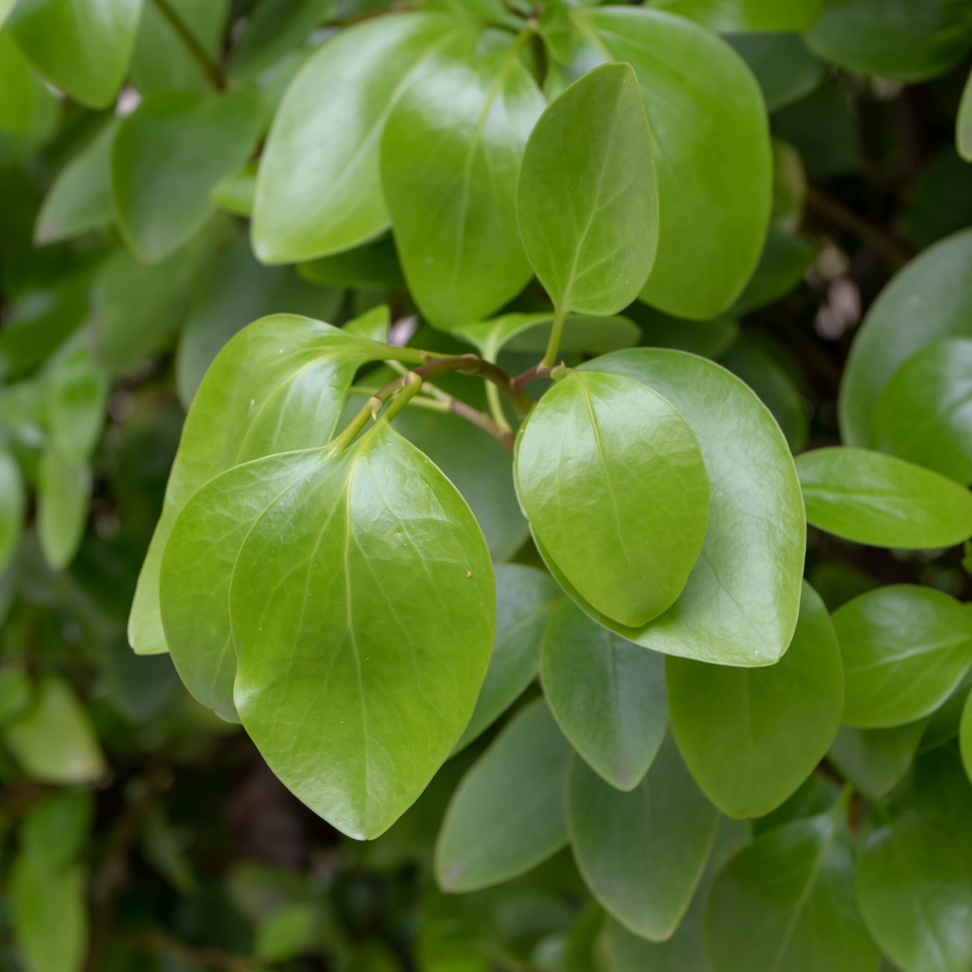 Griselinia littoralis or New Zealand Broadleaf - Getty Images-1