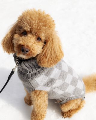 Fluffy dog in grey coat