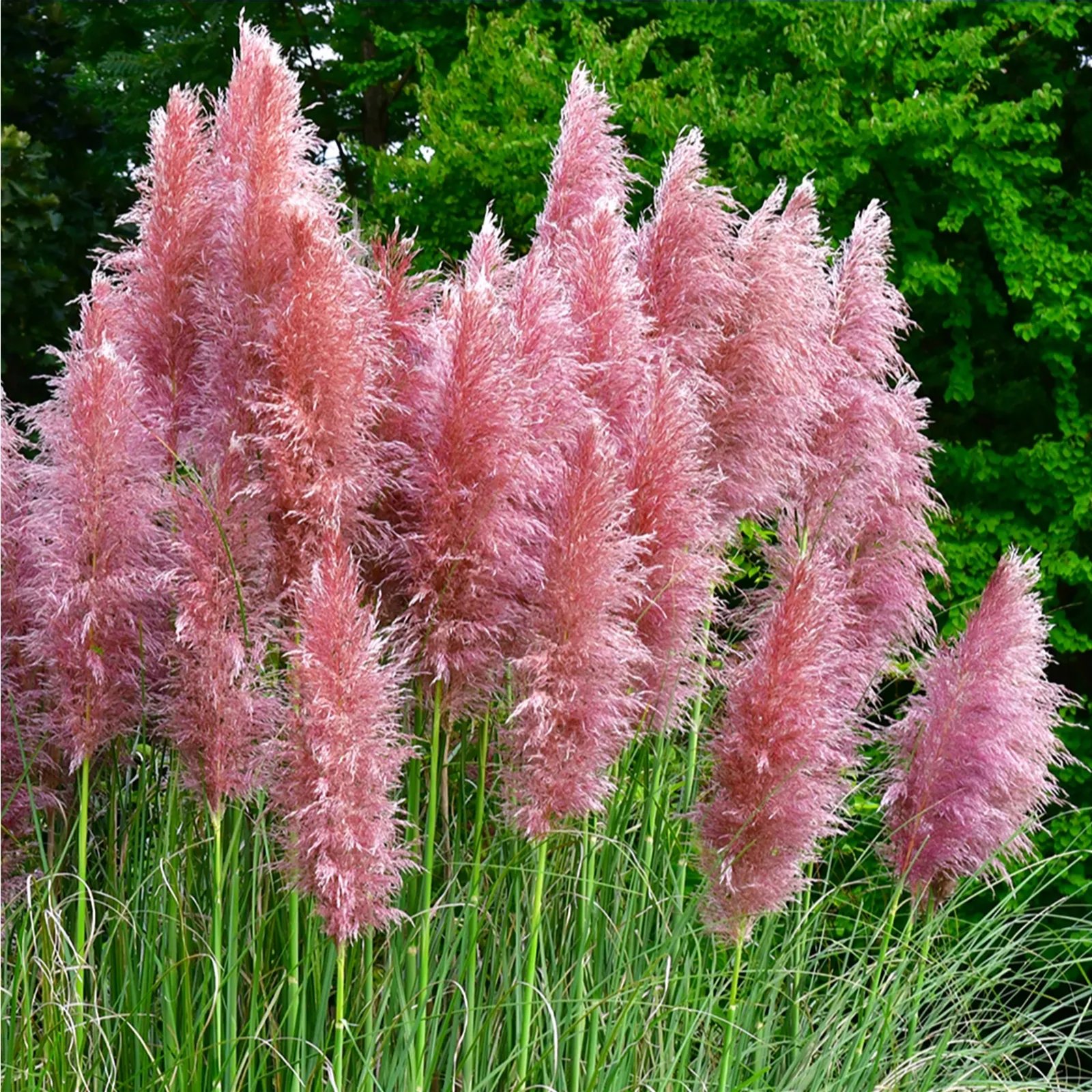 Yougarden Pair of Pampas Grasspink 9cm Pots