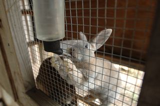 A bunny in a cage drinks from a water bottle