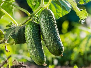 Cucumbers growing on a vine
