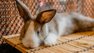 How to clean shop out a rabbit hutch