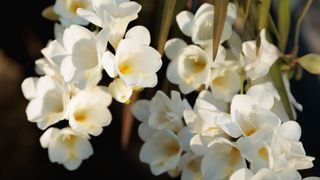 Freesia flowers