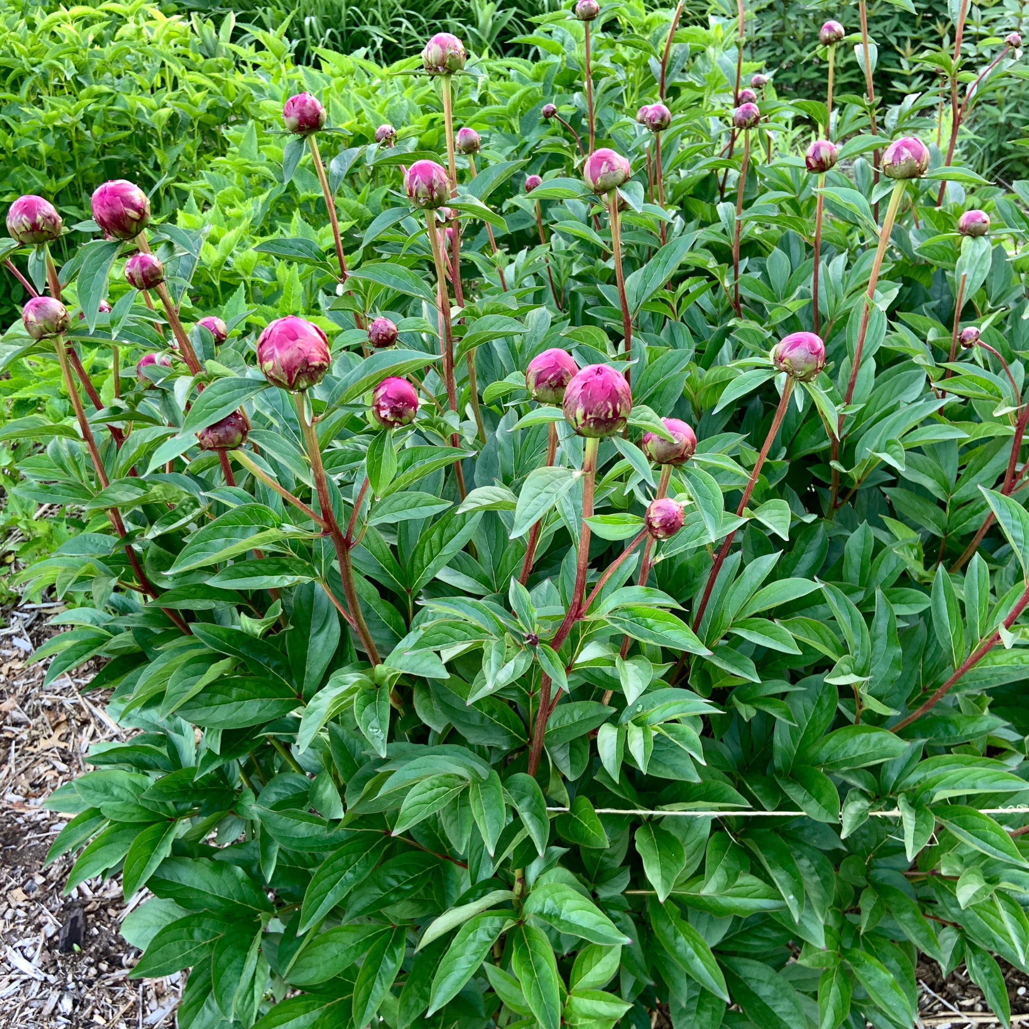 Peony bush being supported with twine.