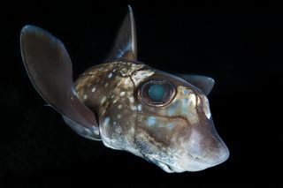 Odd Portrait, underwater photography