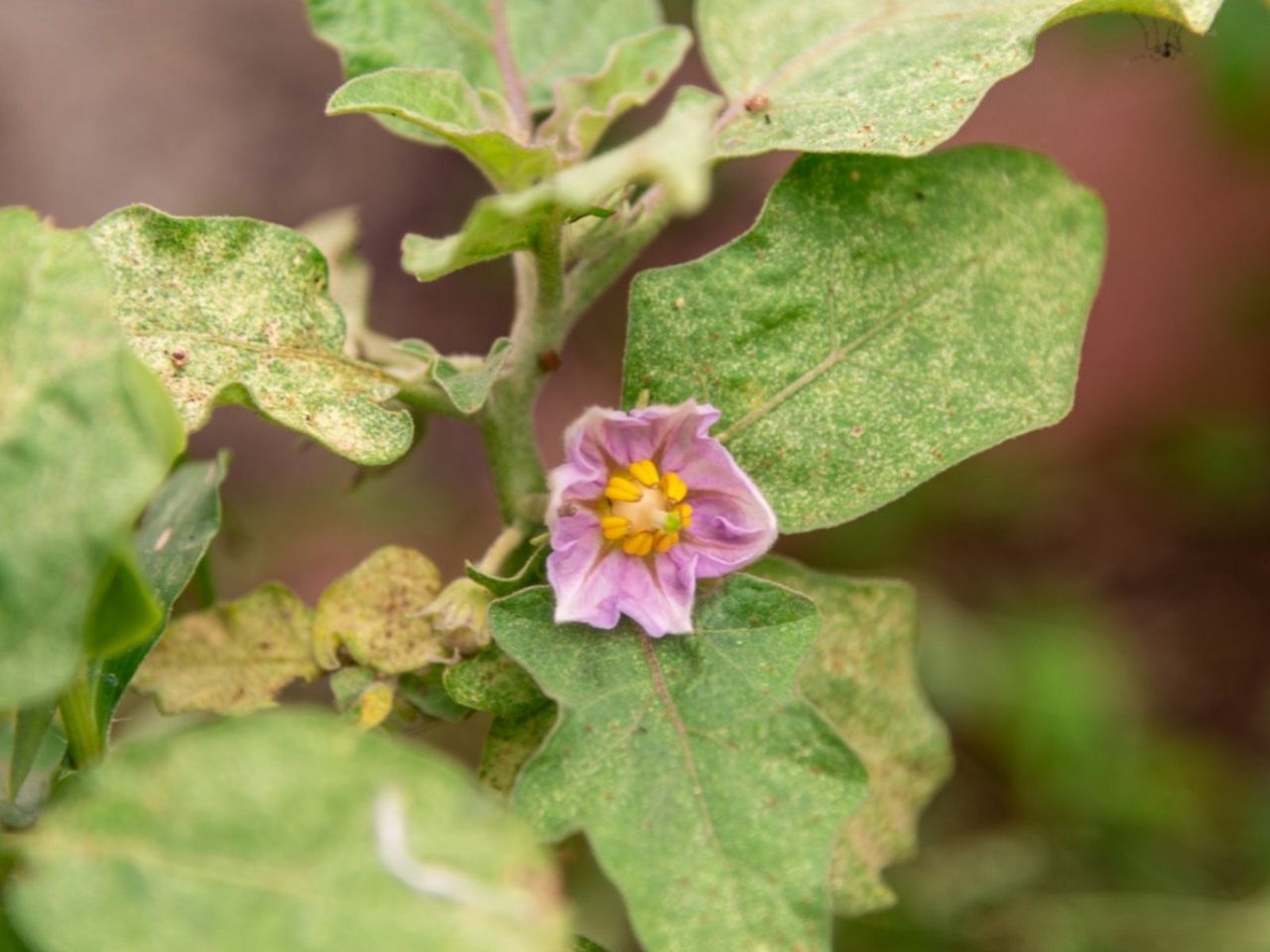 Yellow-Green Eggplant Leaves