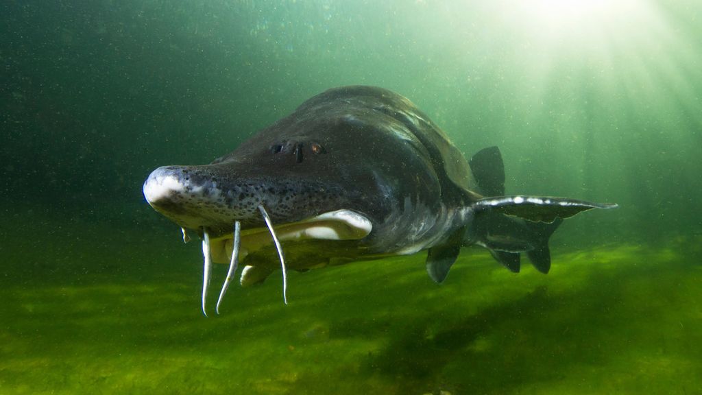 What's the biggest freshwater fish in the world?