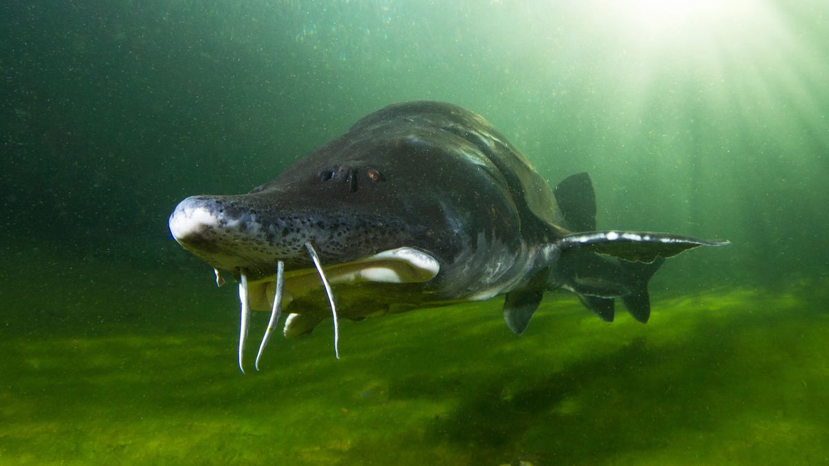 A photo of a beluga sturgeon swimming in a river. 