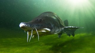 A photo of a beluga sturgeon swimming in a river. 