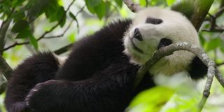 A sleepy Panda in Born in China