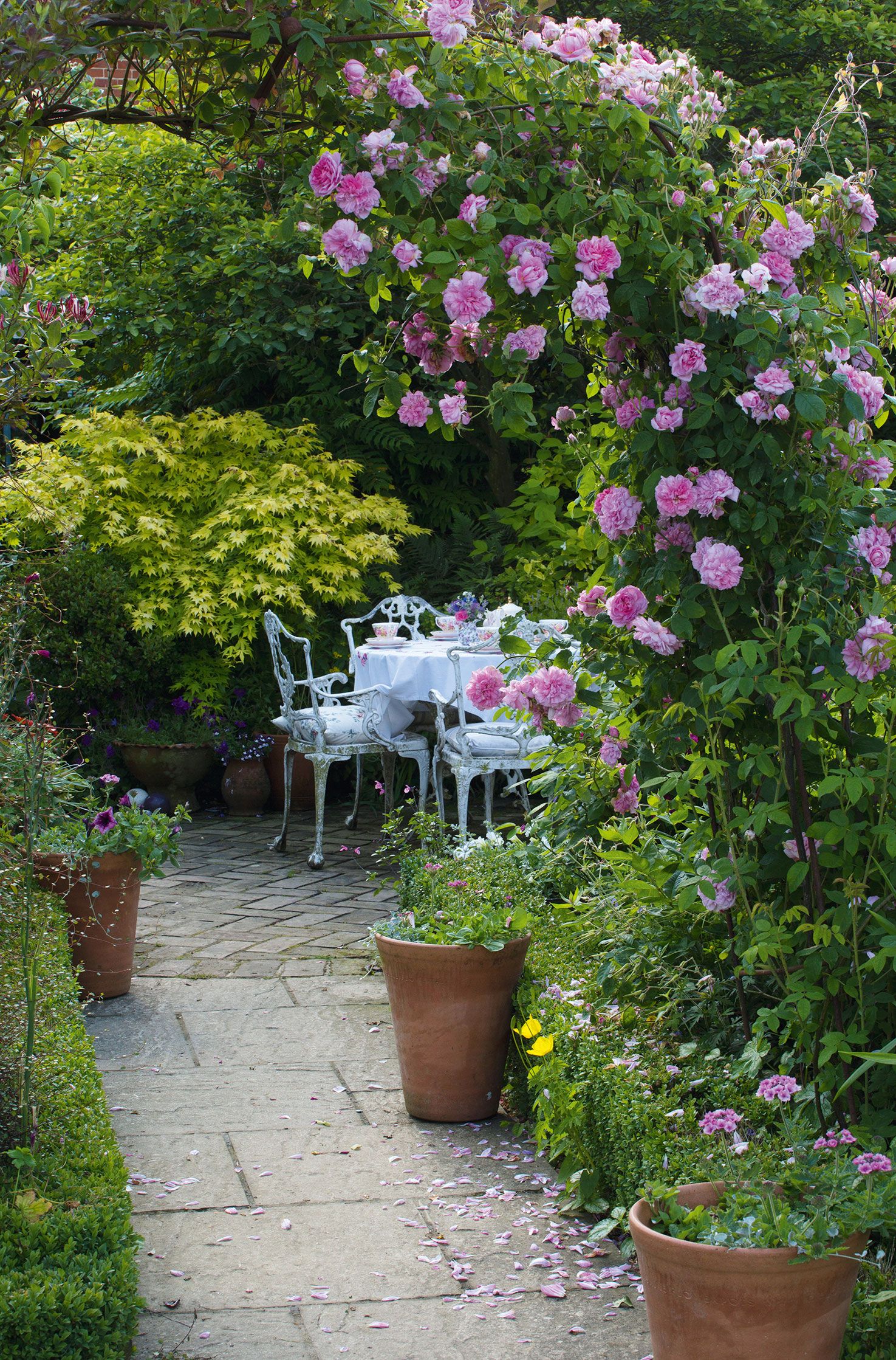 Best climbing roses: find the perfect rose for your plot, plus top tips ...