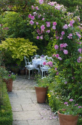 best climbing roses: climbing rose on arch