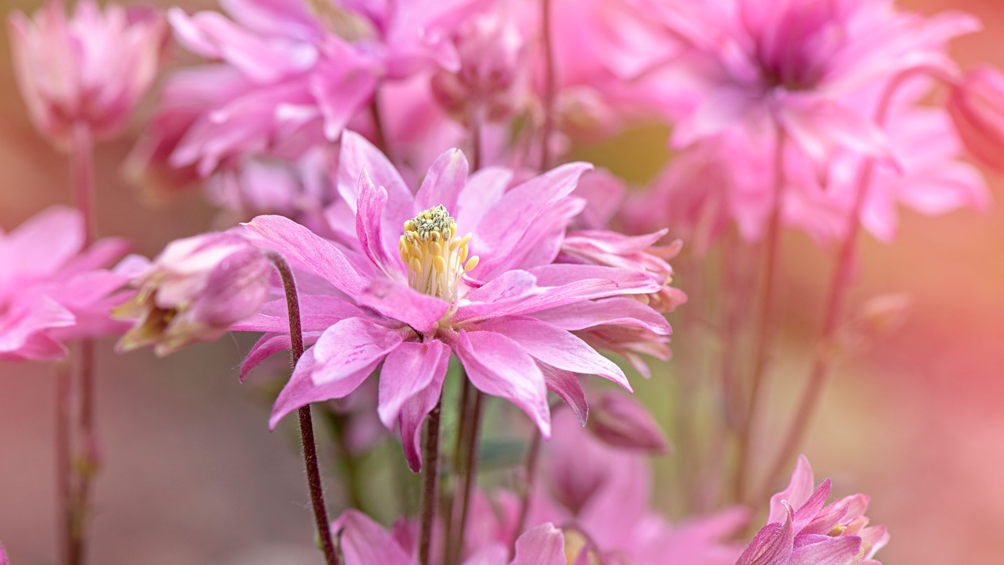 pale pink aquilegia flowers in close focus