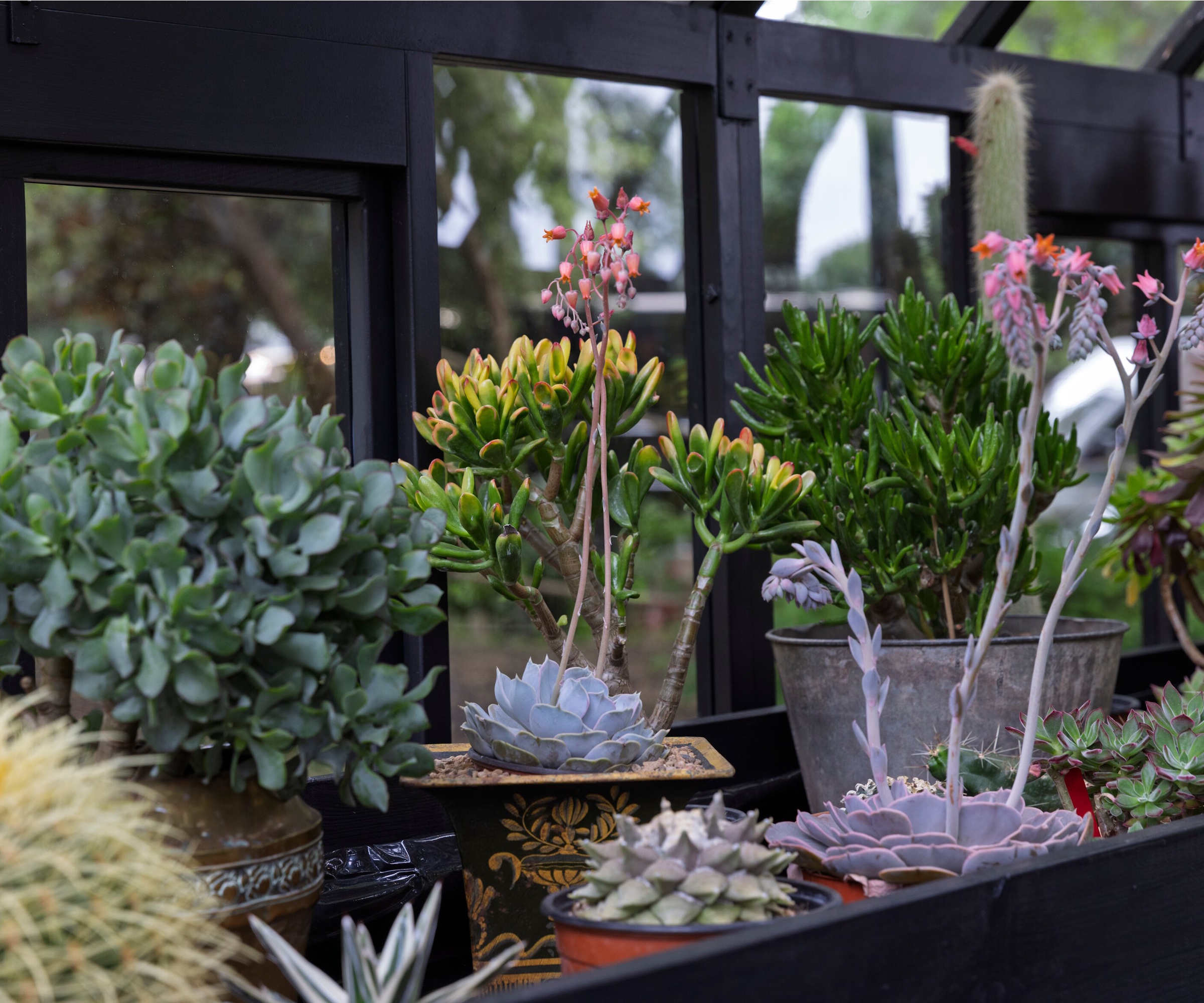 2025 Chelsea Flower Show Houseplant Studio