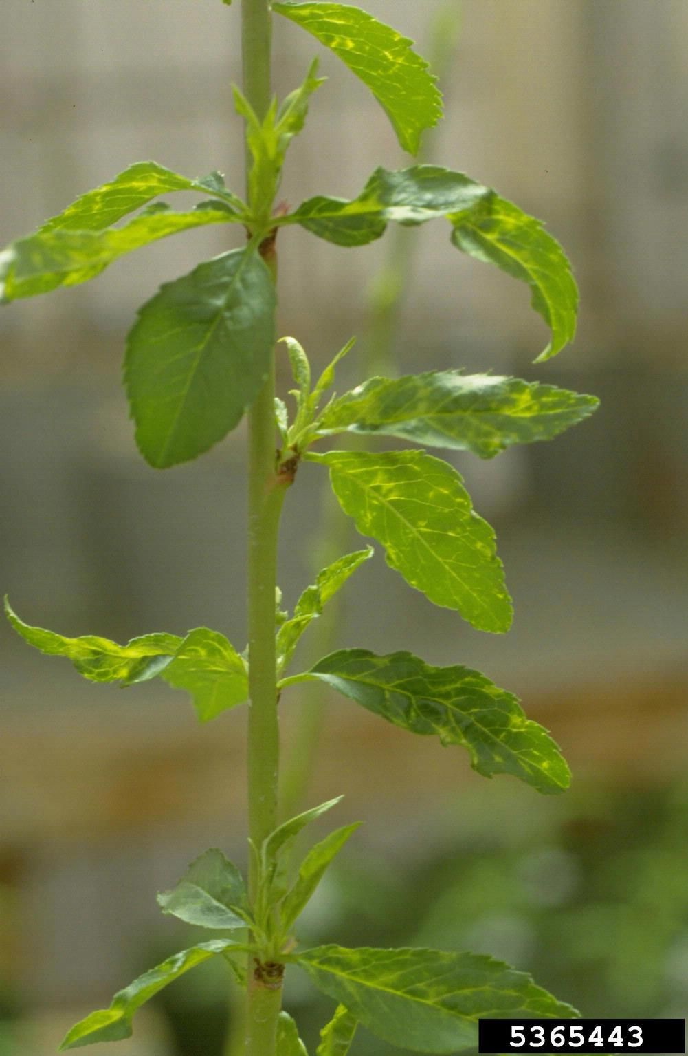 Stem Of A Peach Tree Infected With Mosaic Virus