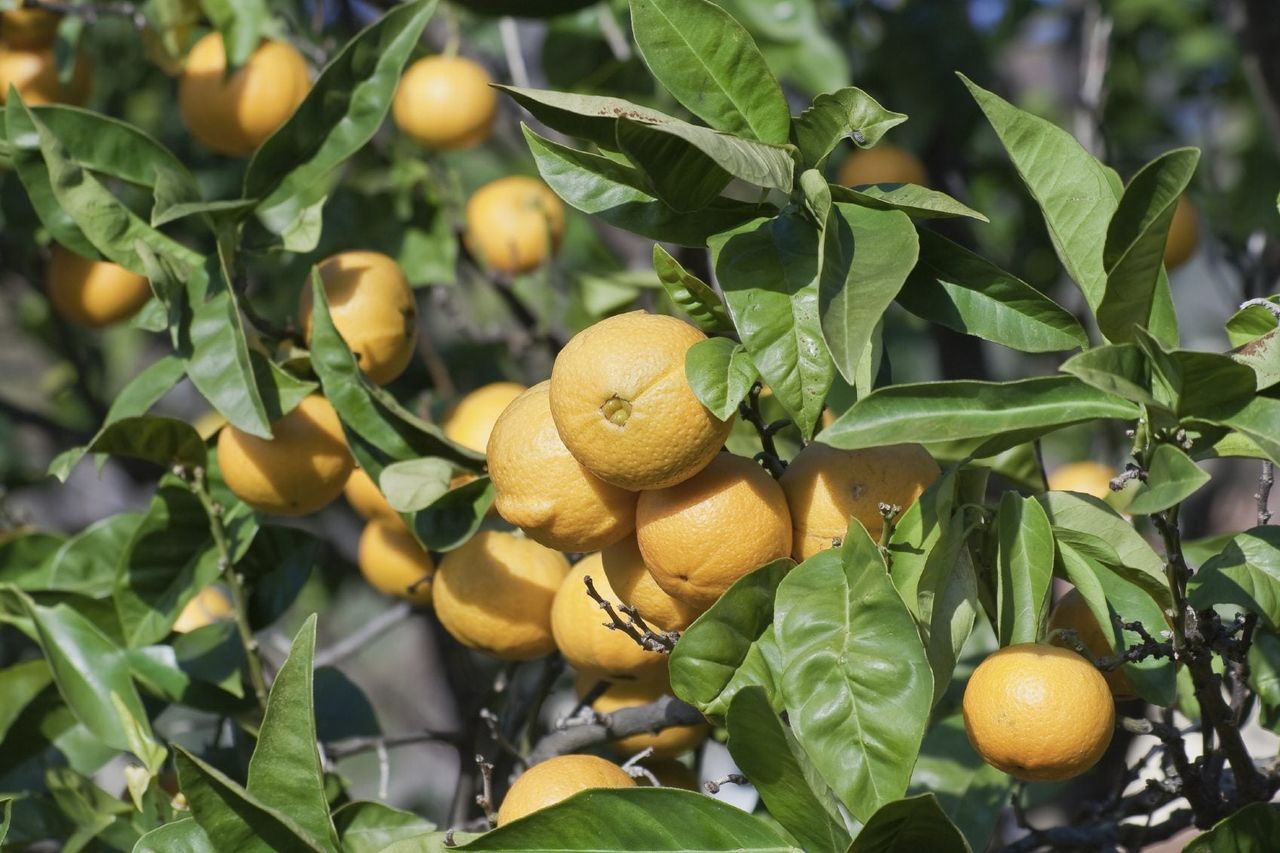 Orange Tree With Curling Leaves