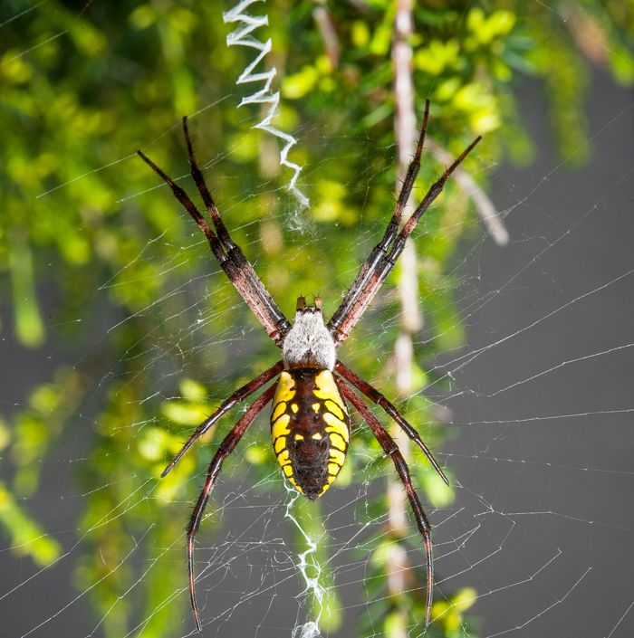 black and yellow garden spider poisonous