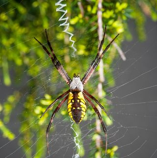 black and yellow garden spider, Argiope aurantia, spiders