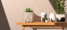Plants potted in different pot designs and sizes on a wooden table photographed against a textured cream wall