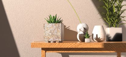 Plants potted in different pot designs and sizes on a wooden table photographed against a textured cream wall