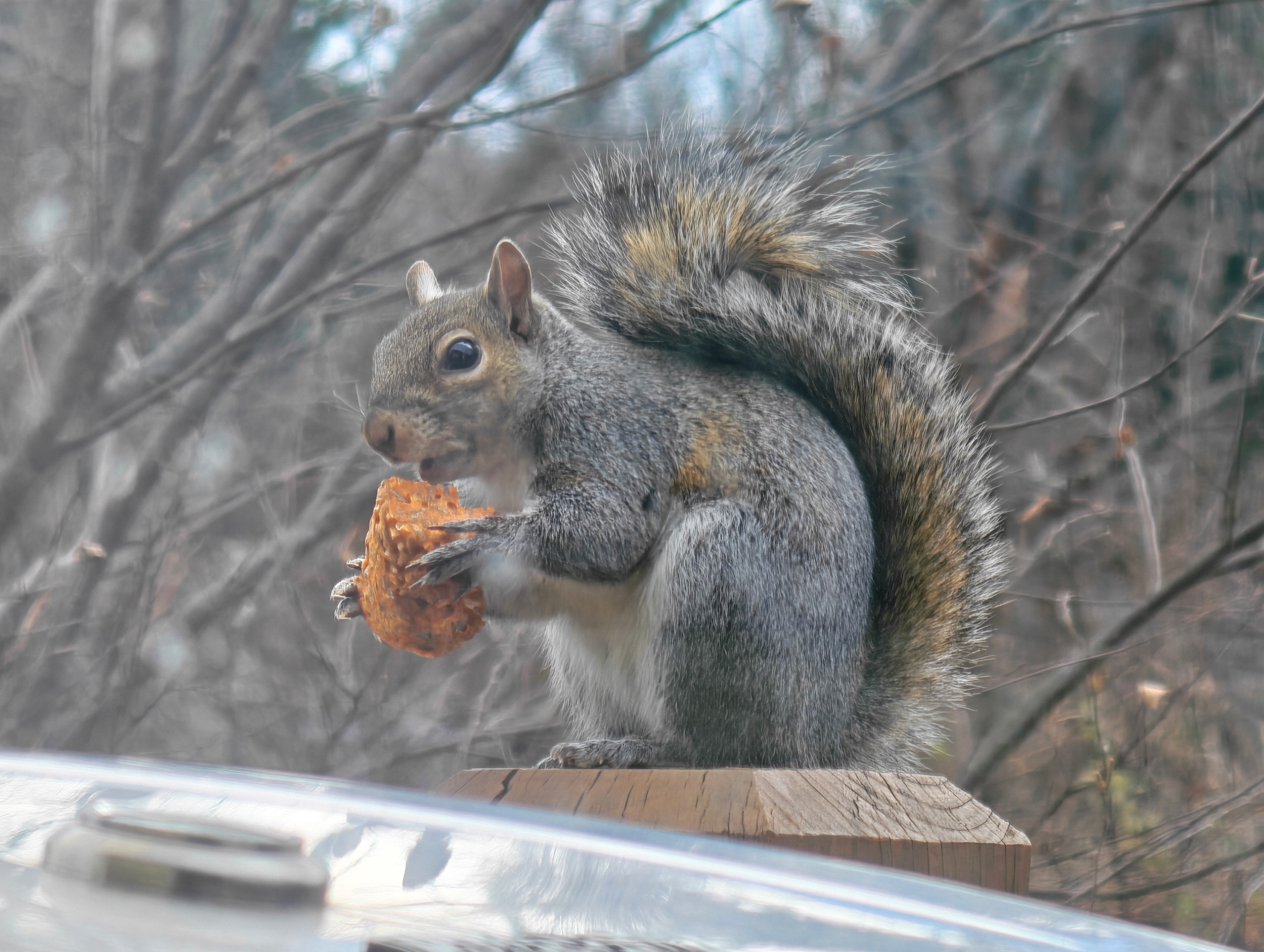 Μια φωτογραφία που τραβήχτηκε με το Honor Magic 8 Pro στα 3,7x που δείχνει το απίστευτο bokeh που παράγεται από τον τεράστιο αισθητήρα κάμερας