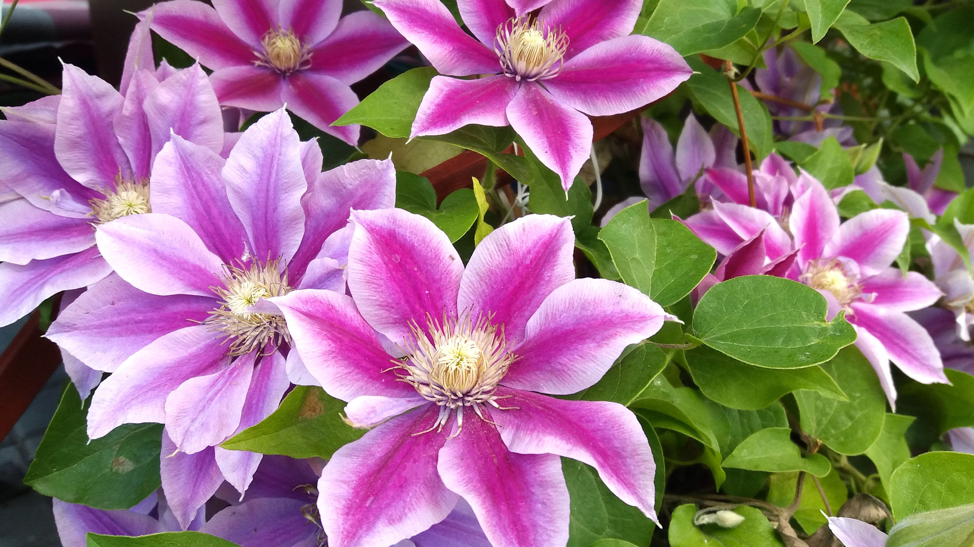 clematis plant with pink and white flowerheads