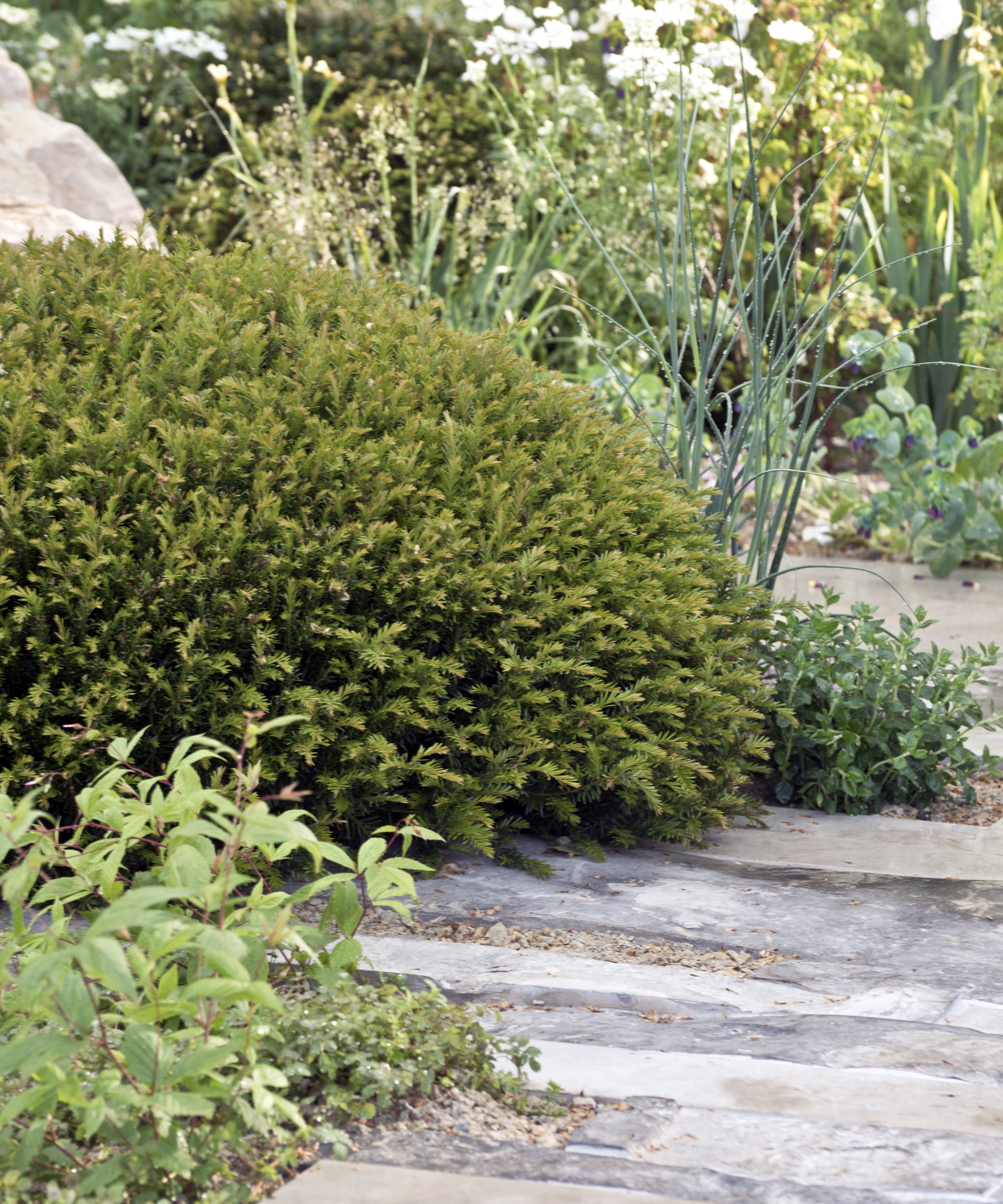 A fluffy yew dome growing in a gravel border alongside a stone path