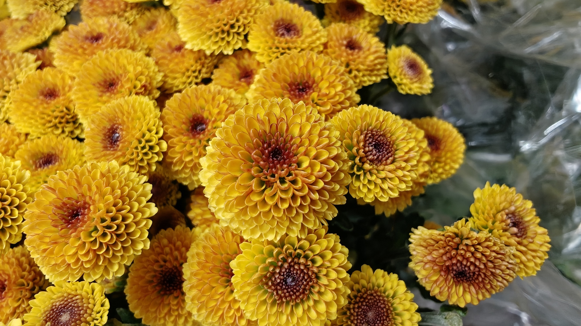 flower macro shot by OnePlus 15