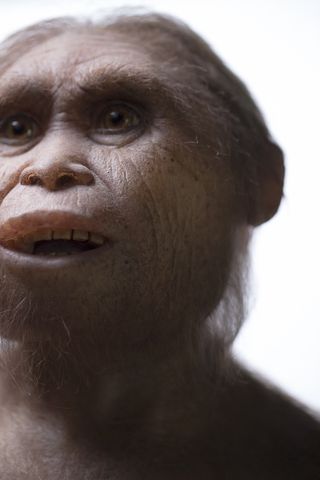 A reconstruction of Homo floresiensis by Atelier Elisabeth Daynes.