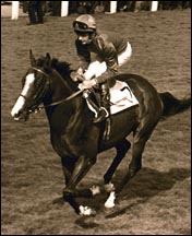 shergar.jpg