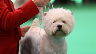 West highland white terrier at show ring