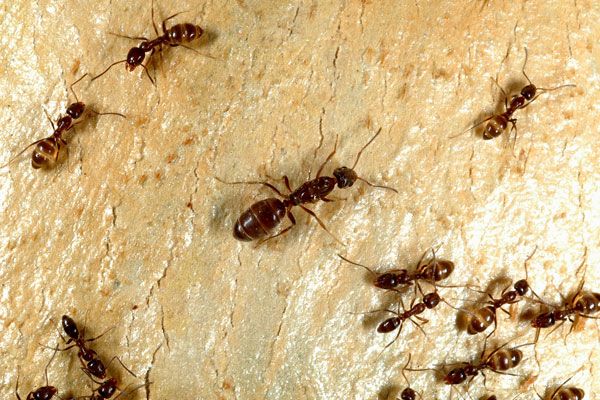 Argentine ants, an invasive species in New Zealand disappears on its own. 