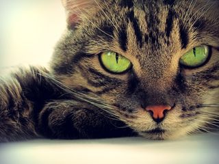 Why Cats Have Vertical Pupils | Live Science