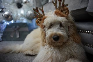 A goldendoodle wearing christmas reindeer ears