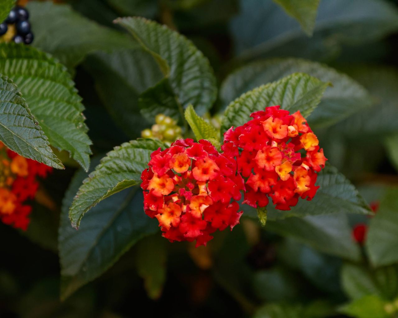 Red lantana flowers