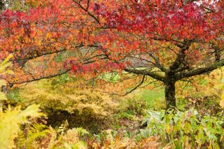 scarlet coloured leaves of Liquidambar styraciflua Worplesdon
