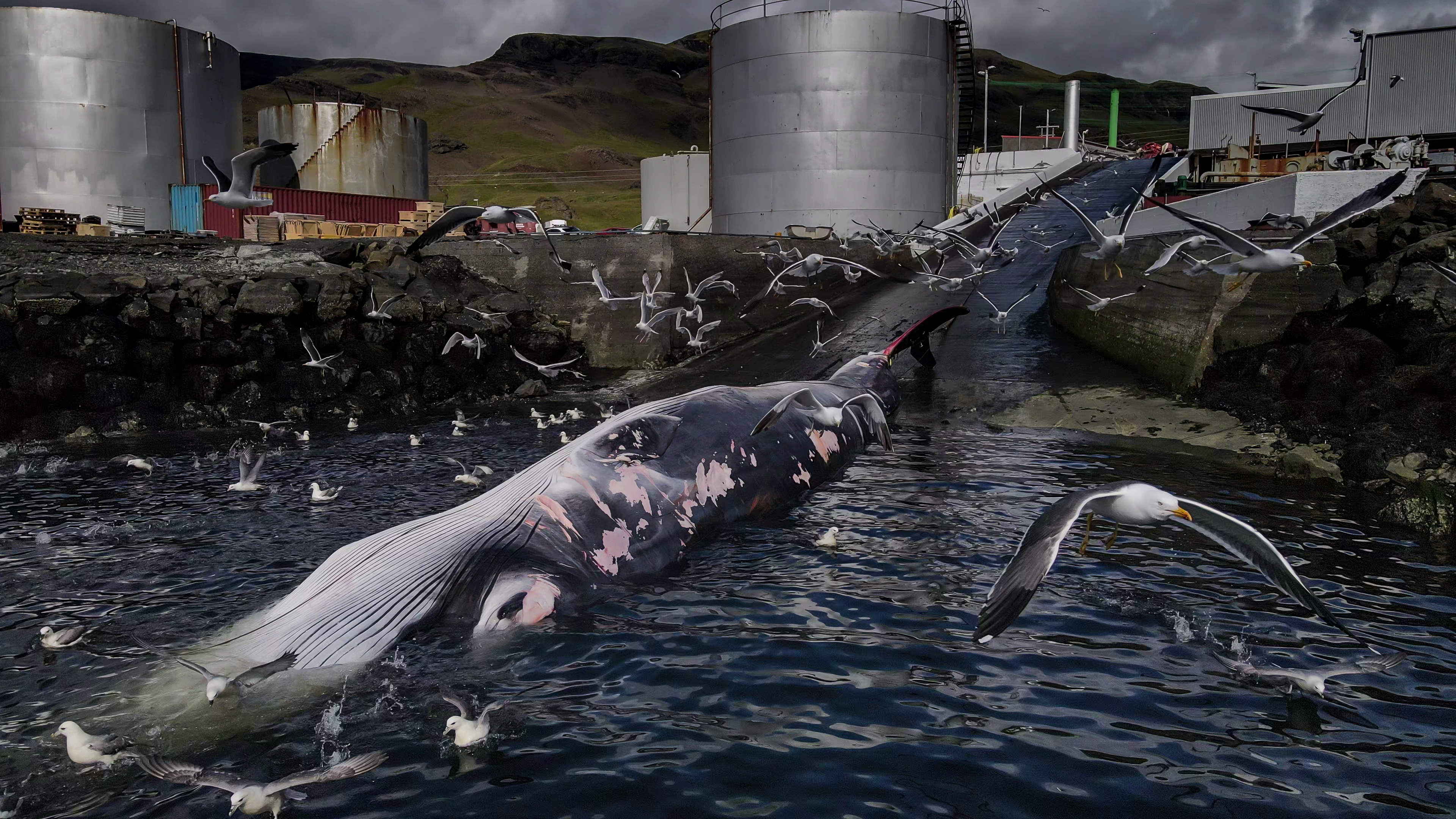 A dead fin whale lays in shallow water.