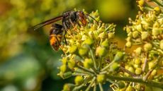 Yellow-legged hornet on flower buds