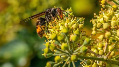 Yellow-legged hornet on flower buds