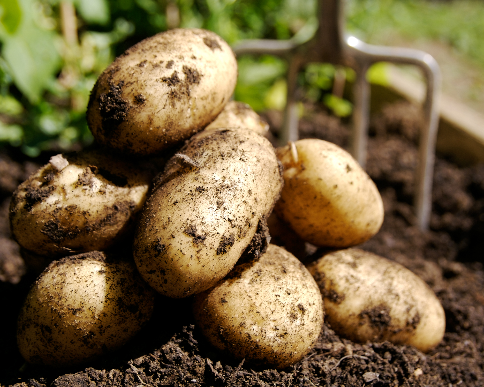 When to harvest potatoes and how to do it properly Gardeningetc