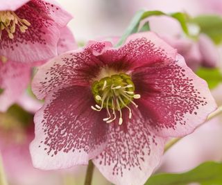 Pink and red hellebore flowers